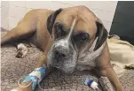  ?? MONTÉRÉGIE SPCA/FACEBOOK ?? The injured boxer was named Sugar Ray by the staff of the Montérégie SPCA. He died on Wednesday, despite the rescue efforts of SPCA staff.