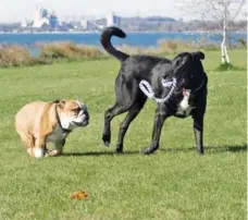  ??  ?? When a dog gets aggressive with other dogs at the dog park, it’s necessary to find out what the specific trigger of the aggression is.