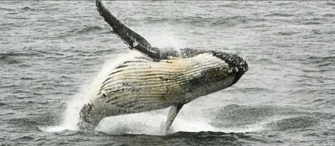  ?? — AFP ?? By analysing the behaviour of whales, scientists have found that seismic blasts can throw off their ability to find food, avoid predators and find mates.