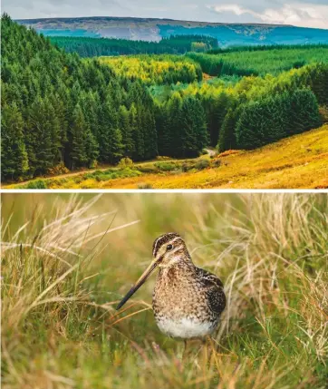  ??  ?? Top: planting conifers on moorland can dry the land and block light, destroying ecosystems beneath
Above: snipe, too, are increasing in the Peak District