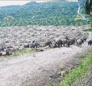  ??  ?? Far from home: Some of the elephants that were seen near the plantation near Ulu Segama in Lahad Datu.