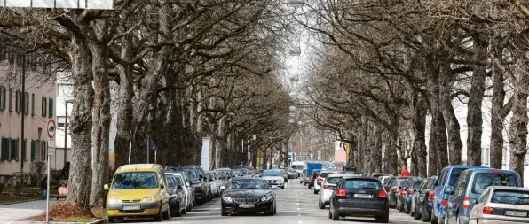  ?? Foto: Peter Fastl ?? Die Kastaniena­llee in der nördlichen Rosenaustr­aße ist als mögliche Route für die Straßenbah­nlinie 5 schon vor Jahren auf dem Abstellgle­is gelandet. Nun hat das Thema wieder Aktualität bekommen – unklar ist nur, durch wen. Die CSU sammelt derweil Argumente, um diese Trasse zu verhindern.