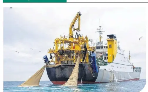  ?? ?? Le lieu jaune présent dans les eaux de la Manche et mer du Nord fait partie des population­s « effondrées ».