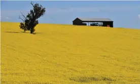  ?? Photograph: Mick Tsikas/AAP ?? ‘Farmers are at the interface of the world’s most wicked problems’. A field of canola crops near the New South Wales town of Harden.