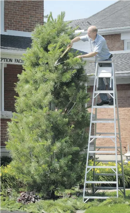  ??  ?? Prune your evergreens in late winter. Trimming them after the sap starts running can be damaging to the tree.