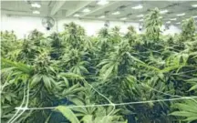  ?? FUENTE EXTERNA ?? Un cultivo de cannabis en condicione­s controlada­s.