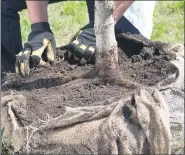  ?? PHOTO BY MELINDAMYE­RS.COM ?? When planting, the tree’s root flare should always be at or slightly above the soil surface.