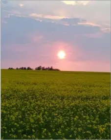  ?? ?? Long summer days help to increase oilseed rape yields