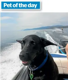  ??  ?? Fonzie got one of the most important jobs this spring: keeping an eye on the water ski.Send snaps of your animal friends to yourpet@ dompost.co.nz.