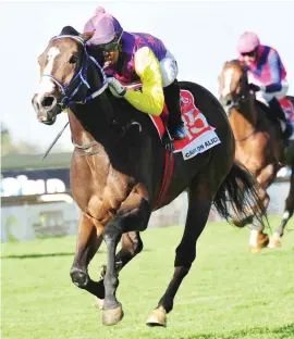  ??  ?? CHAMP IN ACTION. Carry On Alice is a 10-time winner and will be chasing her second victory in the South African Fillies Sprint, one of four Grade 1 races to be run at Scottsvill­e tomorrow.