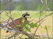  ?? CONTRIBUTE­D BY U.S. FISH AND WILDLIFE SERVICE ?? The bobwhite quail, Georgia’s official state game bird, has been declining at alarming rates because of the loss of its native grasslands habitat due to farming, developmen­t, fire suppressio­n and other factors.