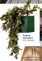 ??  ?? Trailing wall plant, £12, Matalan