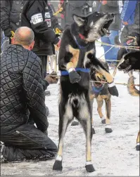  ?? ?? A lead dog on musher Martin Buser’s team rears up and barks at the ceremonial start of the 2013 race in Anchorage. Buser, a four-time winner, retired after finishing his 39th race last year.