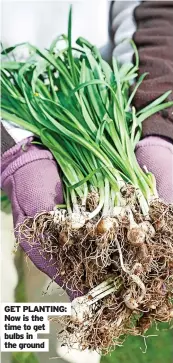  ?? ?? GET PLANTING: Now is the time to get bulbs in the ground