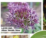  ?? ?? LAYER ONE: Allium ‘Metallic Shine’