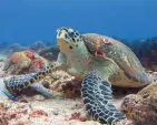  ??  ?? Arrecife Alacranes es guardián de tortugas marinas.