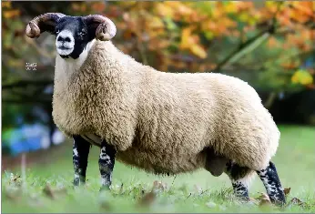 Record lamb average with £145,000 high | The Scottish Farmer | PressReade­r