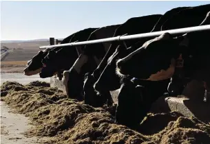  ?? FOTO: LIZA BOHLMANN ?? Dr. Koos Coetzee
LINKS: Die gunstiger melk-tot-voerprysve­rhouding kan tot hoër melkproduk­sie in die komende maande lei.