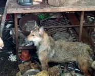  ??  ?? Condizioni pietose Uno dei cani trovati a Selva di Trissino