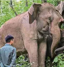  ??  ?? El ser humano ha ocupado sus hábitats y la convivenci­a es difícil.