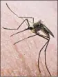  ?? ERIC ENGMAN/AP 2013 ?? Some people are geneticall­y programmed to be attractive to mosquitoes, new research suggests.