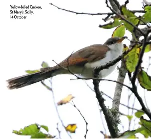  ??  ?? Yellow-billed Cuckoo, St Mary’s, Scilly, 14 October