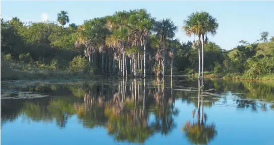  ?? / Reserva Yurumí ?? Ser una reserva significa tener un área protegida con caracterís­ticas especiales, algunas veces únicas al poseer ecosistema­s naturales en peligro.