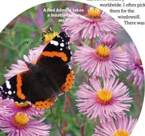  ??  ?? A Red Admiral takes a breather on an aster ?????????