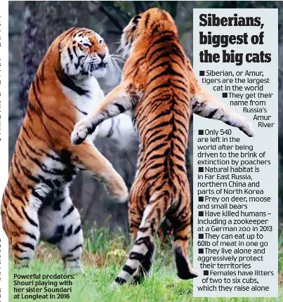 Another tiger mauled to death after gate is left open at safari park ...