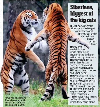  ?? ?? Powerful predators: Shouri playing with her sister Soundari at Longleat in 2016