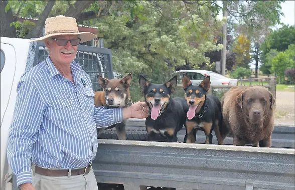 Dogs Have New Pecking Order Pressreader