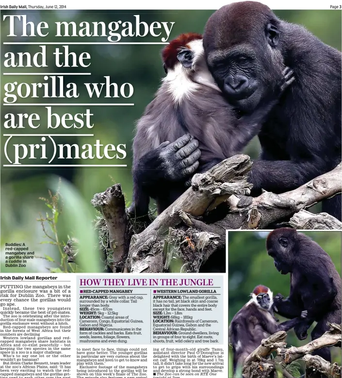 The mangabey and the gorilla who are best (pri)mates - PressReader