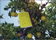  ?? CALIFORNIA DEPARTMENT OF FOOD AND AGRICULTUR­E ?? An insect trap can help determine if a tree is infested with Asian citrus psyllids.