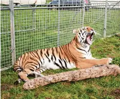  ?? Foto: Wehrmann ?? Einer der Sibirische­n Tiger des Circus Manuel Weisheit gähnt. Zwei der anderen Tiger liegen ebenfalls in dem 200 Quadratmet­er großen Außenkäfig.