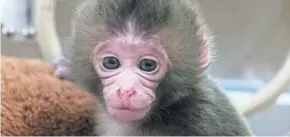  ?? COURTESY OF BLANK PARK ZOO ?? A baby Japanese macaque