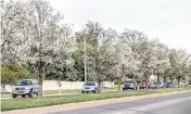  ?? FERNANDO SALAZAR The Wichita Eagle ?? Bradford pear trees bloom along 21st Street near the Sedgwick County Park.