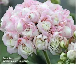  ??  ?? Geranium ‘Applebloss­om Rosebud’.