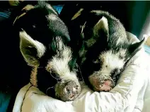  ??  ?? The Christchur­ch couple bought Peach and Maya six years ago when the kunekune pigs were 8 weeks old.