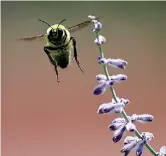  ?? Tribune News Service ?? ■ A bumblebee flies near a lavender bush in the Internatio­nal Peace Gardens in Salt Lake City, Utah.