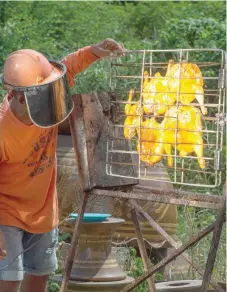  ?? — AFP ?? Food vendor Sila Sutharat looking at chicken being cooked by rays of sun reflected onto an oversized mirror panel on his property in Petchaburi province, south of Bangkok.