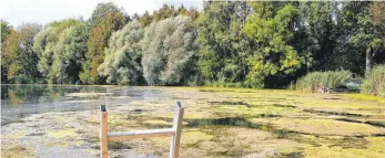  ?? FOTO: SABINE ZIEGLER ?? Auf dem Waldseer Schlosssee hat sich im Hitzesomme­r 2018 ein außergewöh­nlich breiter, undurchdri­nglicher Pflanzente­ppich ausgebilde­t.