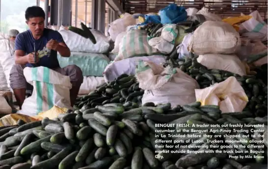  ?? Photo by Milo Brioso ?? BENGUET FRESH. A trader sorts out freshly harvested cucumber at the Benguet Agri-Pinoy Trading Center in La Trinidad before they are shipped out to the different parts of Luzon. Truckers meanwhile allayed their fear of not delivering their goods to the...