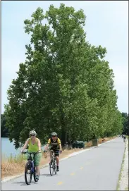  ?? NWA Democrat-Gazette/ANDY SHUPE ?? Residents cycle Thursday along the dam at Lake Fayettevil­le past a row of sycamore trees growing on the dam. The city of Fayettevil­le is planning to remove the trees out of concern for the integrity of the dam.