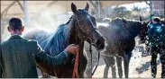  ??  ?? LEADING A HORSE TO
WATER: They were cooled off straight after the big race