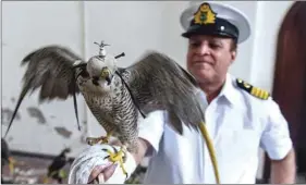  ?? (AFP) ?? RESCUE:A customs officer holds on his arm a falcon that was recovered from illegal captivity, during a news briefing with customs authoritie­s in Karachi yesterday.