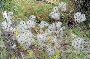  ?? WAIKATO REGIONAL COUNCIL ?? Old Man’s Beard in seed, ready to spread to new pastures.