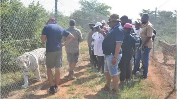  ?? ANA/STRINGER ?? JOURNALIST­S watch a mixed-breed tiger named Crystal at the Kudus Rus predator park in Boshoek near Rustenburg. |