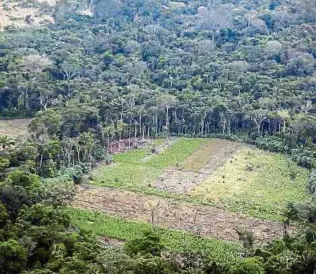  ?? EFE ?? Se busca cerrar el espacio para la quema del bosque, para el uso de la ganadería extensiva.