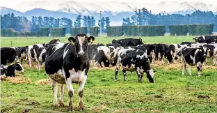  ?? DOUG FIELD/STUFF ?? The increase in the milk price and meat schedules show that New Zealand has what other countries want – protein.