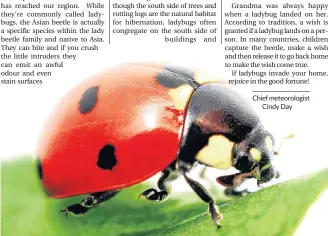  ?? Chief meteorolog­ist
Cindy Day ?? They might be annoying, but Grandma says ladybugs can bring you luck.123RF